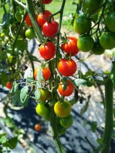 Sweet 100 cherry tomato by Anne Warner