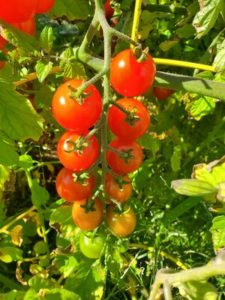 JUDGES' AWARD: Sweet 100 tomatoes by Marsha and Michael Sloan