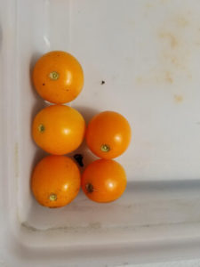 Sweet Orange II cherry tomatoes by Valerie Jackson