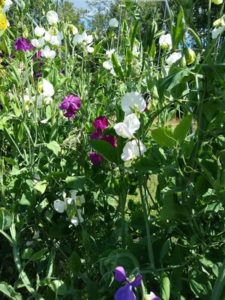 Sweet Pea vine (saved seed) by Anne Warner