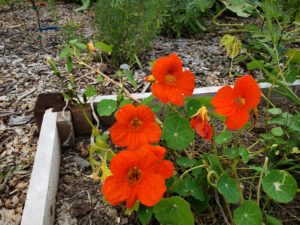 Tall Climbing Mix Nasturtium 2 by Jason Eisenhuth