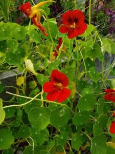 Tall Climbing Mix Nasturtium by Jason Eisenhuth