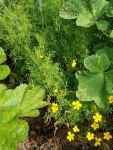 Lemon Gem Marigold by Valerie Jackson