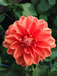 Teddy Dahlia by Martha Fenn King