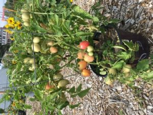 Thai Pink Egg tomato by St. Mary's Nutrition Center Lots to Gardens