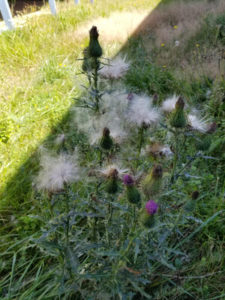 Thistle by Valerie Jackson