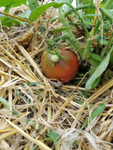 Heirloom Japanese Black Truffle tomato by Valerie Jackson