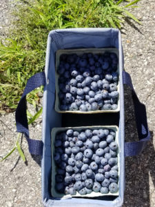 Top- Bluecrop blueberries, bottom- Blueray blueberries by Valerie Jackson