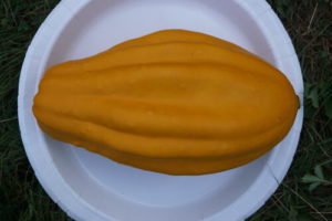 Unknown Compost squash/gourd by Stephanie Oakes