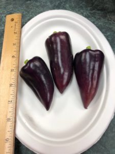 Violet Sparkle Sweet Pepper by Amy Frances LeBlanc