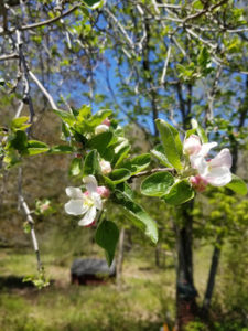 Wild Apple tree blossoms by Valerie Jackson