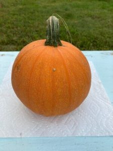 Winter Luxury Pumpkin by Hillary McAllister