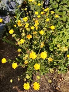 Yellow Calendula pollinator intercrop by Anne Warner