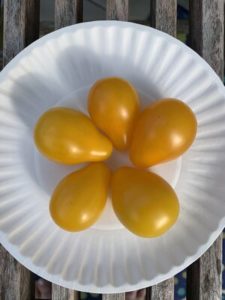 Yellow Pear Tomatoes by Darcy Johnston