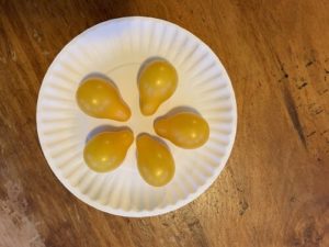 Yellow Pear Tomatoes by Mount View Elementary School