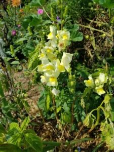 Yellow snapdragons by Valerie Jackson