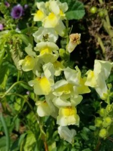 Yellow snap dragons up close by Valerie Jackson