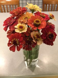 Zinnia, mixed bouquet 2 by Matthew Dubois