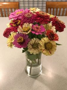 Zinnia, mixed bouquet 3 by Matthew Dubois