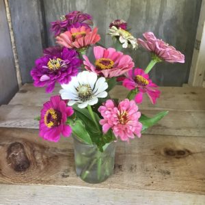 Zinnias in pink, mixed bouquet by Matthew Dubois