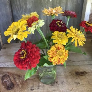 Zinnias in yellow, mixed bouquet by Matthew Dubois