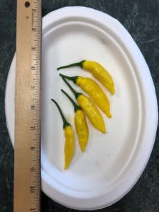 Aji Limo, Peruvian hot pepper by Amy Frances LeBlanc