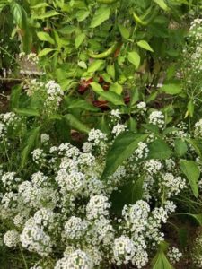 Alyssum, understory planting to attract pollinators by Amy Frances LeBlanc