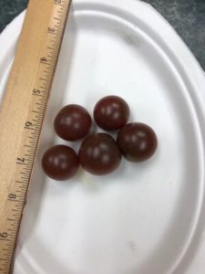 Black Cherry Tomato by Amy Frances LeBlanc