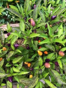 Bolivian Rainbow Hot Pepper by Amy Frances LeBlanc