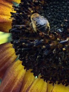 Busy Bee on volunteer Sunflower 1 by Amy Frances LeBlanc