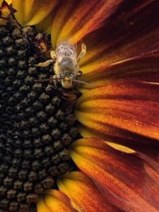 Busy Bee on volunteer sunflower 2. by Amy Frances LeBlanc