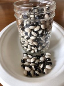 Calypso Dry Bush Bean, a.k.a. Orca or Yin Yang by Amy Frances LeBlanc