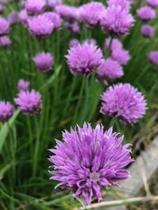 Chive Blossoms by Amy Frances LeBlanc