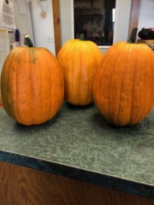 Compost special pumpkins by Amy Frances LeBlanc