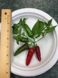 Fish Hot Pepper by Amy Frances LeBlanc