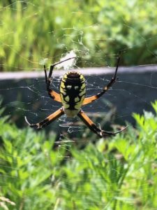 Golden Orb Garden Spider, female by Amy Frances LeBlanc