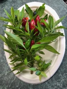 Grandpa's Home Pepper, Russian heirloom hot pepper by Amy Frances LeBlanc