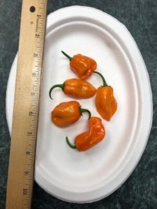 Habanero VERY hot pepper! by Amy Frances LeBlanc