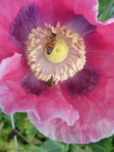 Honeybee in a poppy by Amy Frances LeBlanc