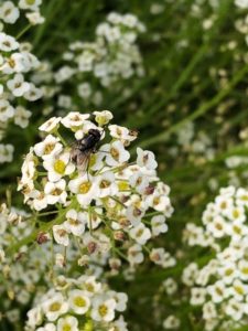 Housefly on Alyssum by Amy Frances LeBlanc