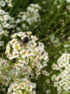 Housefly on Alyssum by Amy Frances LeBlanc