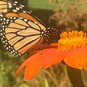 Monarch Butterfly on Tithonia by Amy Frances LeBlanc