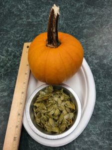 Naked Bear Hulless Seeded Pumpkin by Amy Frances LeBlanc