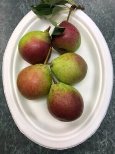 Seckel Pears by Amy Frances LeBlanc