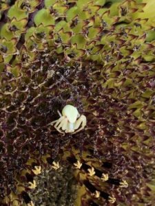 Spider at home in a sunflower by Amy Frances LeBlanc