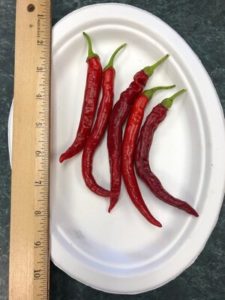 Spitfire de-hybridizing Strain C, Korean Hot Pepper by Amy Frances LeBlanc