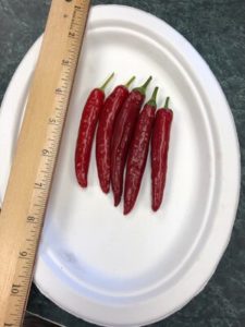 Spitfire de-hybridizing project Strain A, Korean hot pepper by Amy Frances LeBlanc