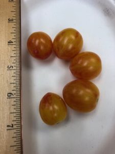 Sunrise Bumblebee Grape Tomato by Amy Frances LeBlanc