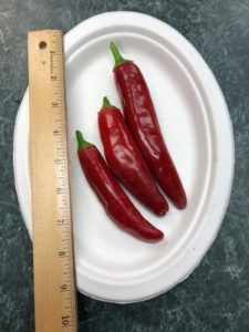 Sweet Paprika by Amy Frances LeBlanc