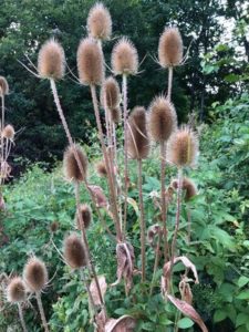 Teasel by Amy Frances LeBlanc